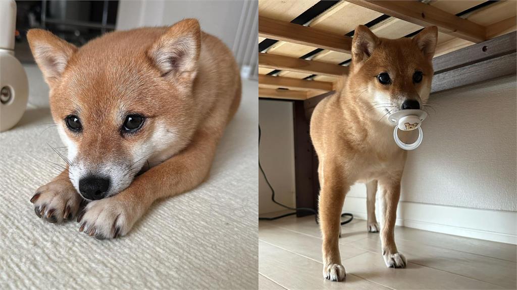 呆萌柴柴竟是「奶嘴大盜」!害嫩嬰暴哭牠急躲床下