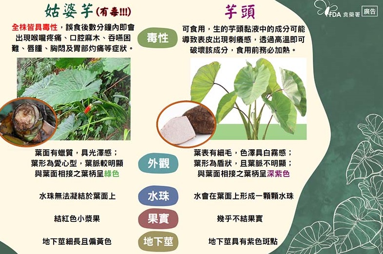 度假酒店用姑婆芋葉子擺盤 害顧客食物中毒