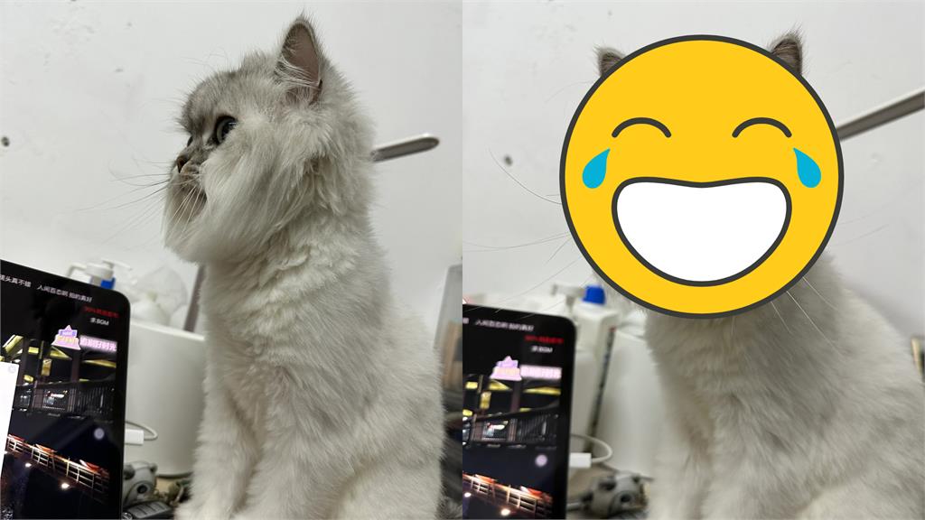 灰貓試鏡模特落選!遭嫌「臉太方」網見本尊笑噴