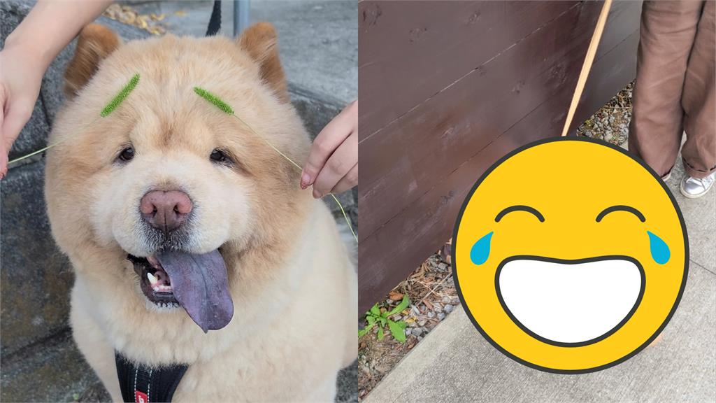 搭訕貓貓失敗！鬆獅犬塞滿圍牆「巨大卡撐」被看光