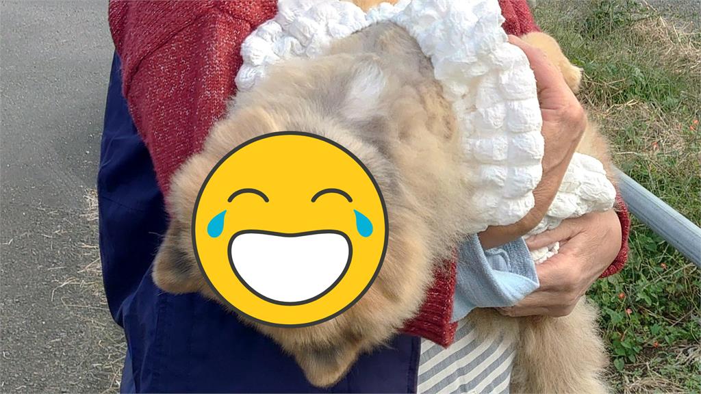 主人太會聊!博美犬「被迫社交」仰頭睡翻融化網 主人太會聊!博美犬「被迫社交」仰頭睡翻融化網