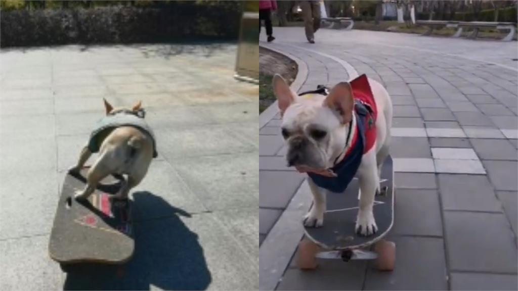 法鬥「炫技滑板」S型過彎太絲滑!網嚇爛:狗都比強