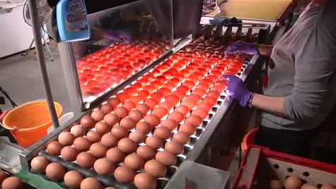 買氣不振蛋價降2元 首度連3周調降