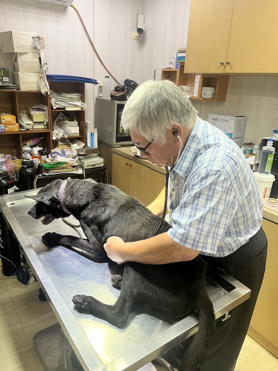 黑狗遭捕犬車拖行至斷氣?桃園動保處曝真相 S 176029709