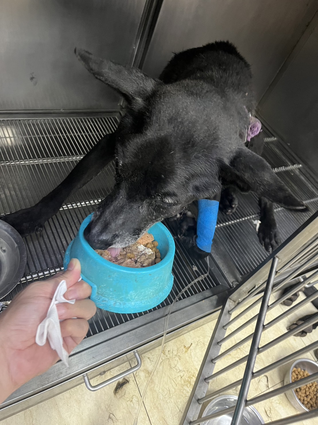 黑狗遭捕犬車拖行至斷氣?桃園動保處曝真相 S 176078871