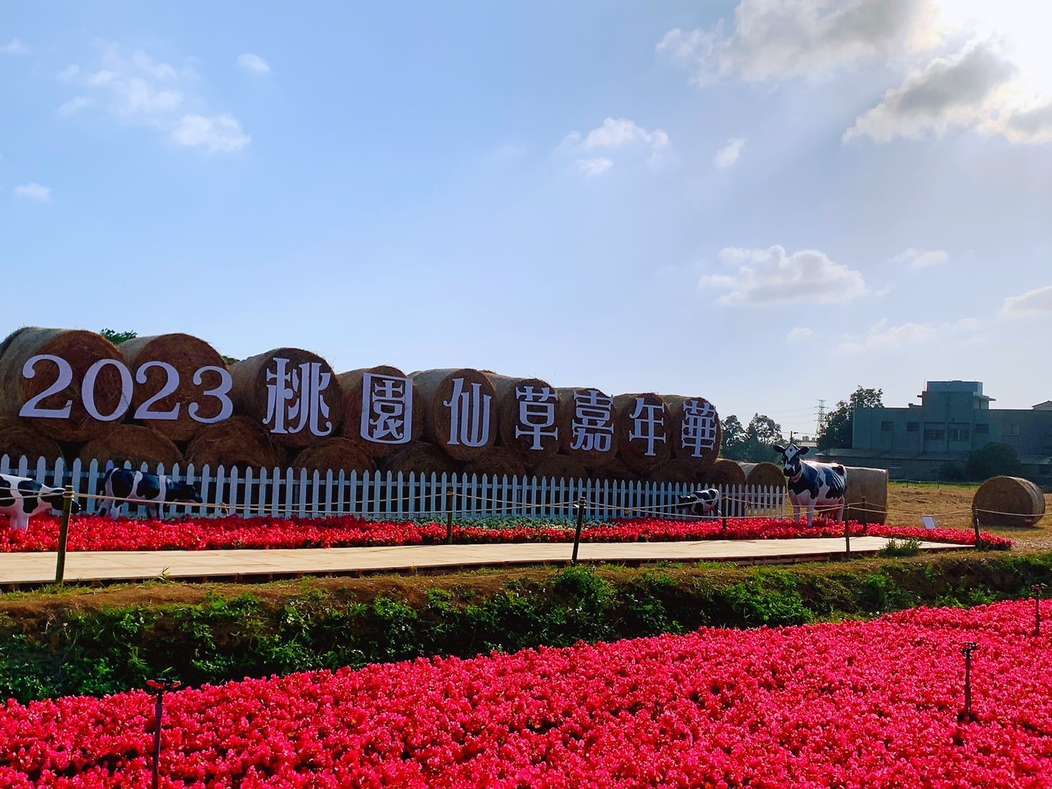 全台最大紫色花海 2023桃園仙草嘉年華11/25浪漫開跑 S 26607815