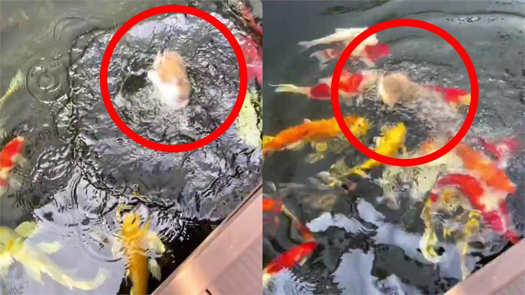 小橘貓遭魚群包抄狂追!9秒片網驚:原來會游泳