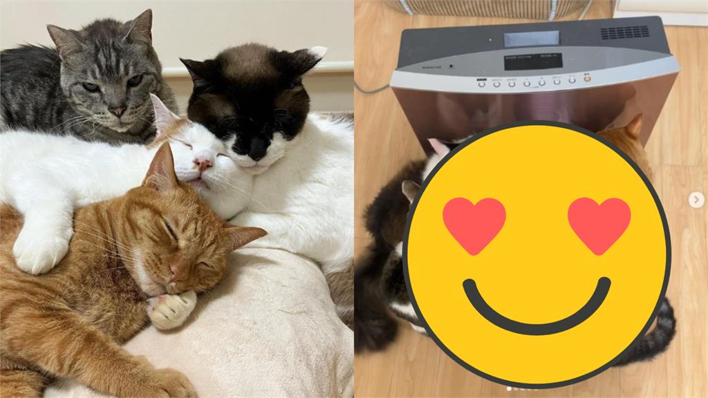 6貓擠電暖器爽到瞇眼!飼主愣:我沒開電誒…