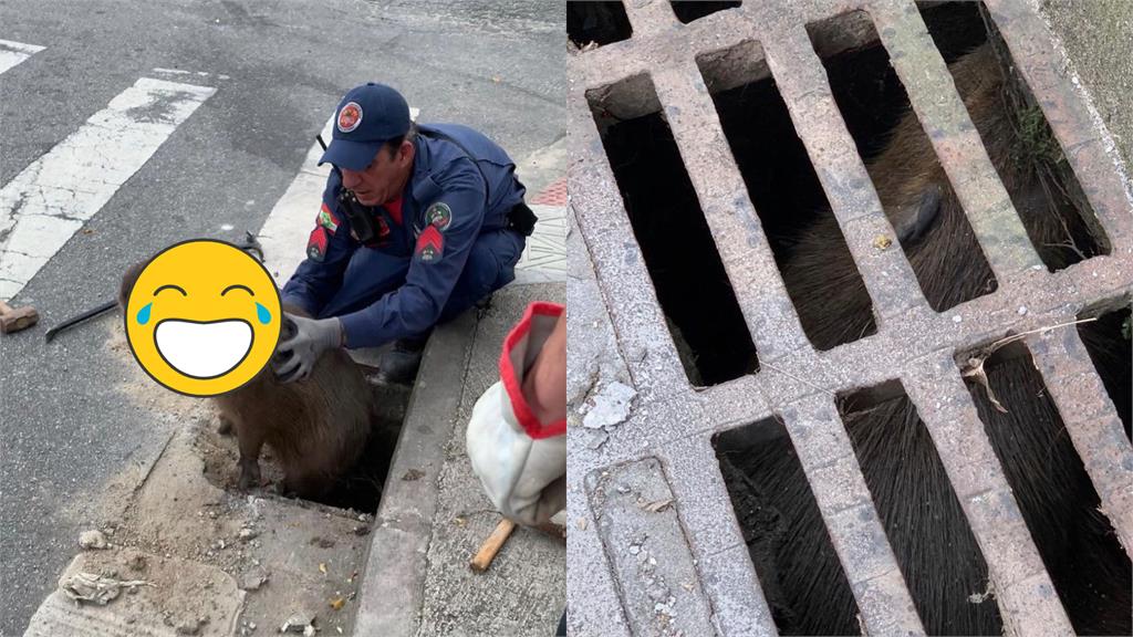 太神奇!水構蓋撬開「跳出呆萌水豚君」救援影片曝光