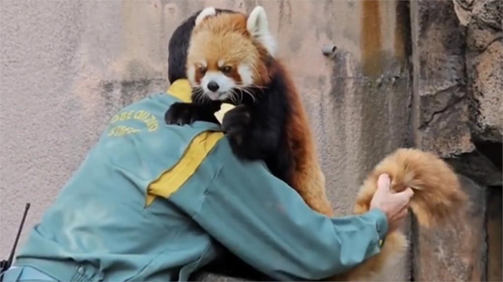 保育員健檢「小熊貓乖乖嗑蘋果」 20秒超萌畫面曝