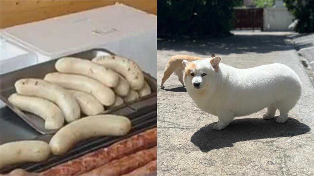 「米腸狗」吸千萬圍觀!品種曝…IG神到了