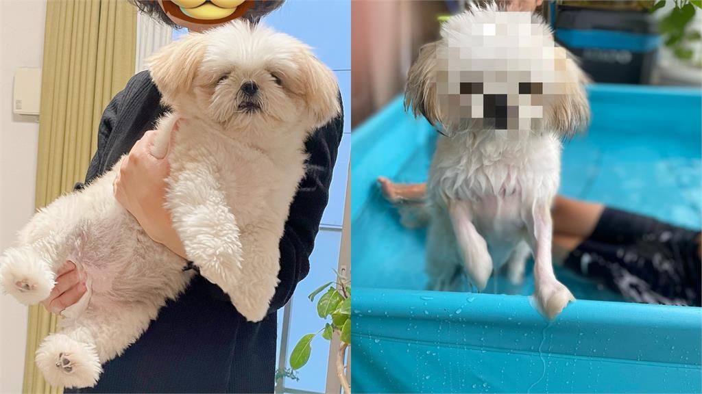 陪孩子玩水太累!小白狗崩潰「蜷縮角落」:救命喔