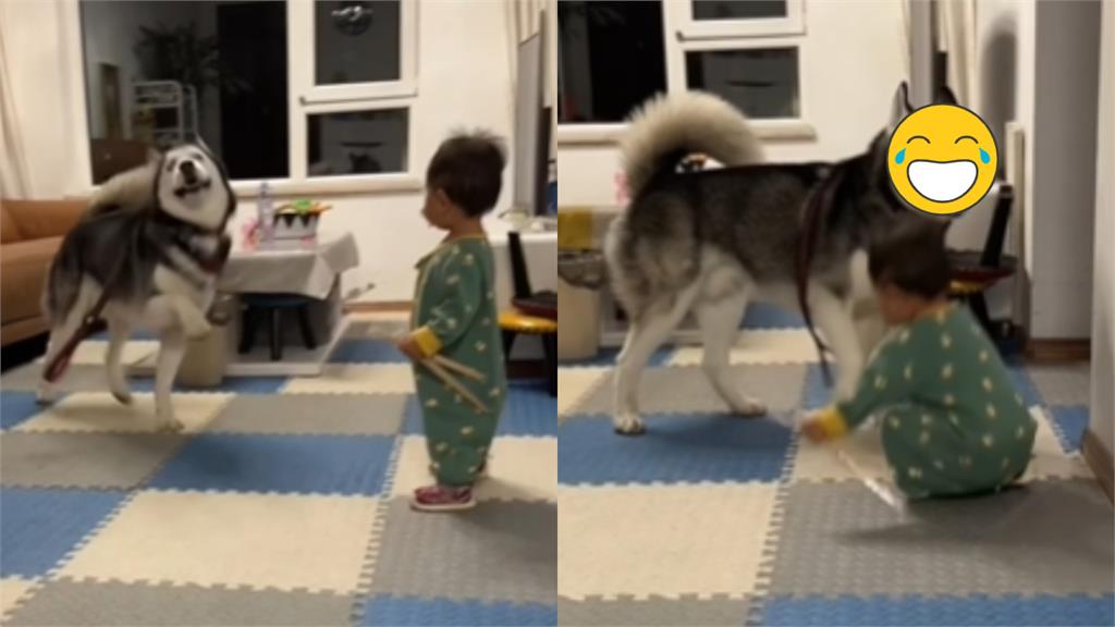 哈士奇踹倒小主人!回頭送「嘲諷眼神」:來打我啊