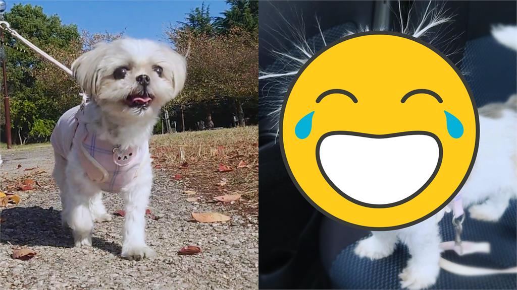 小白狗被騙去醫院!「吉卜力式炸毛」逗笑全網