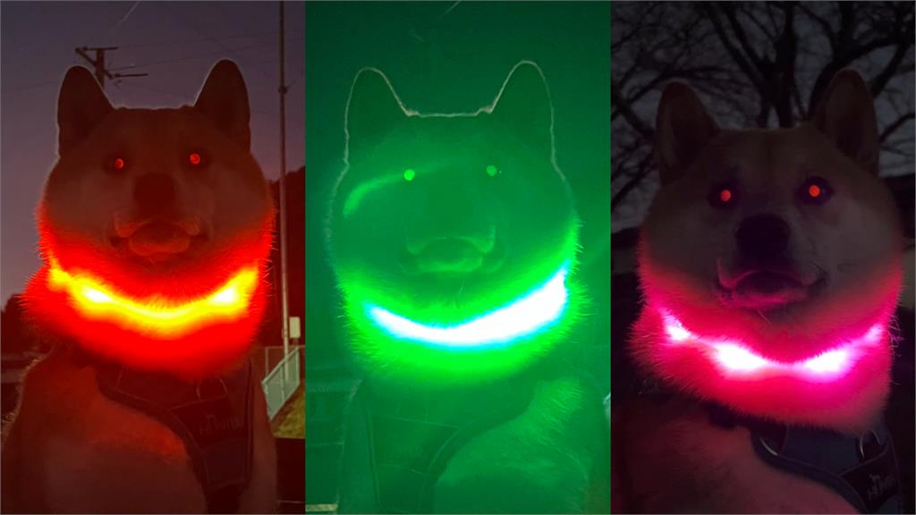 柴柴夜晚變身「汪界大魔王」 恐怖身姿嚇呆全場