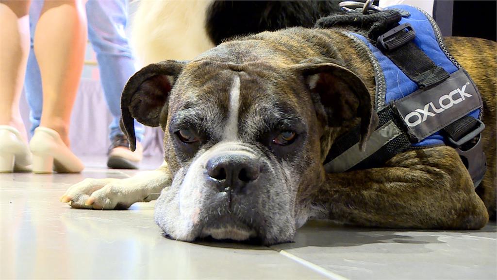 貓犬忍痛力高 百位獸醫呼籲及早健檢相伴到老