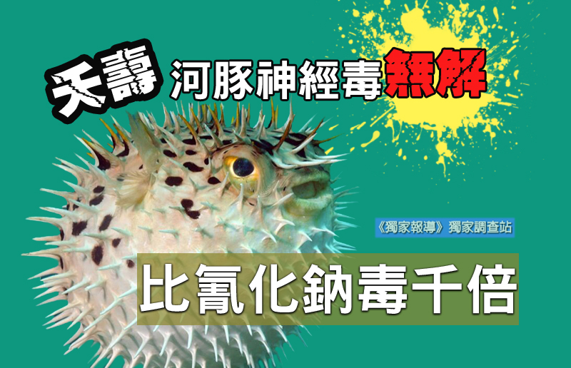 夭壽河豚神經毒無解 比氰化鈉毒千倍 夭壽河豚神經毒無解 比氰化鈉毒千倍