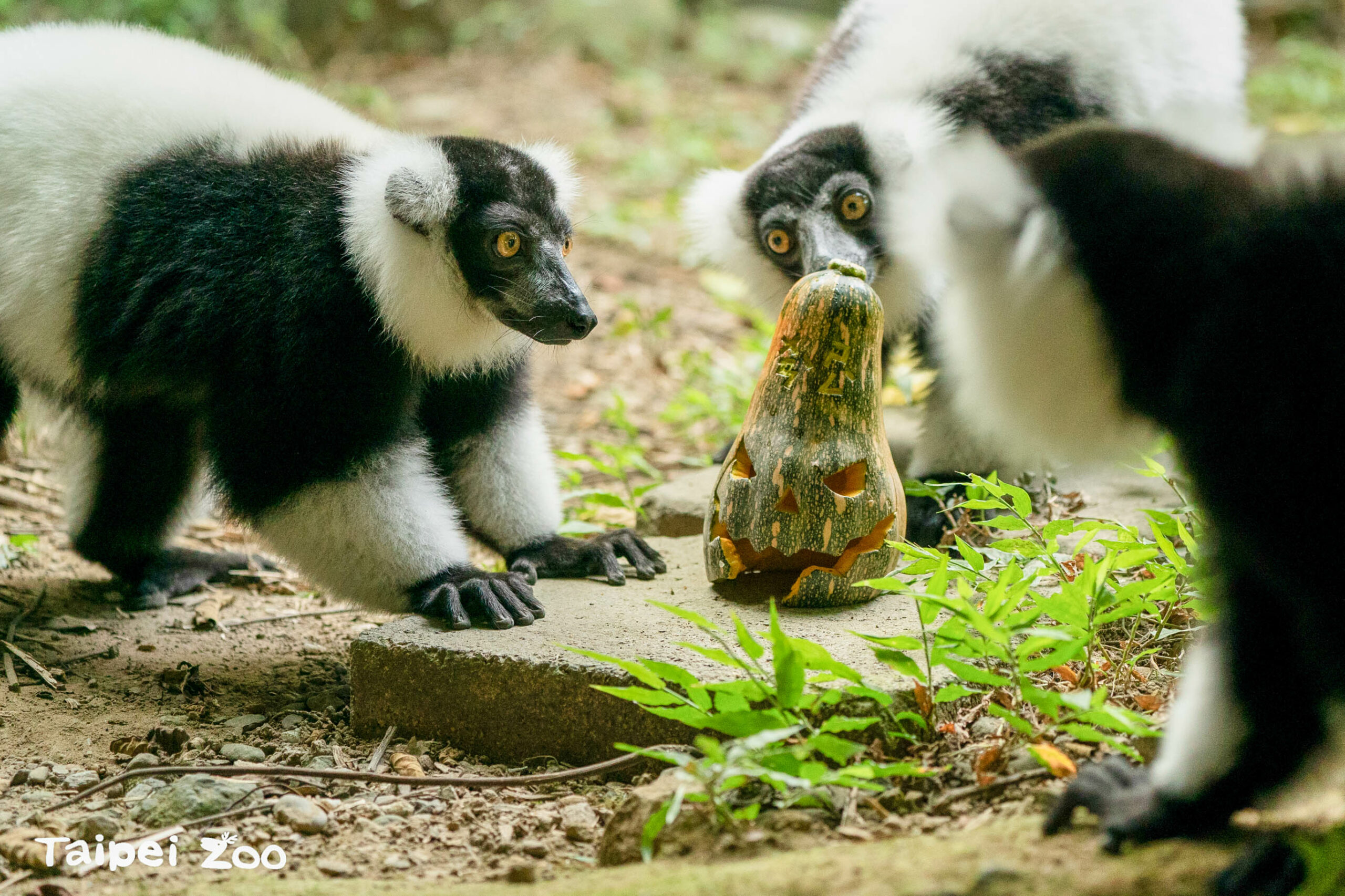 動物園響應惜食行動 「這蔬果」最受黑猩猩歡迎 這個保育員加料的南瓜.是我的我的我的 0 scaled