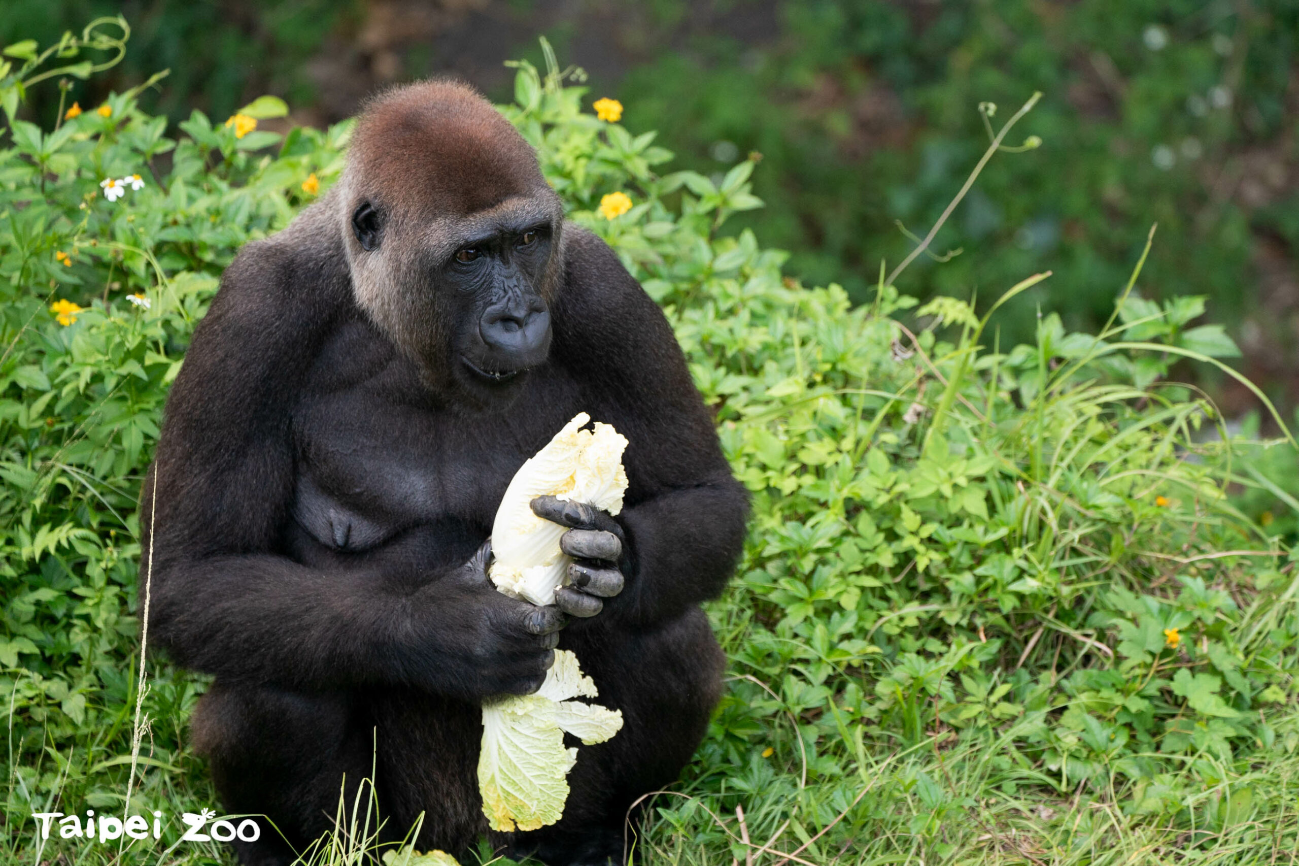 動物園響應惜食行動 「這蔬果」最受黑猩猩歡迎 那個綠色葉菜也給我來一點 0 scaled