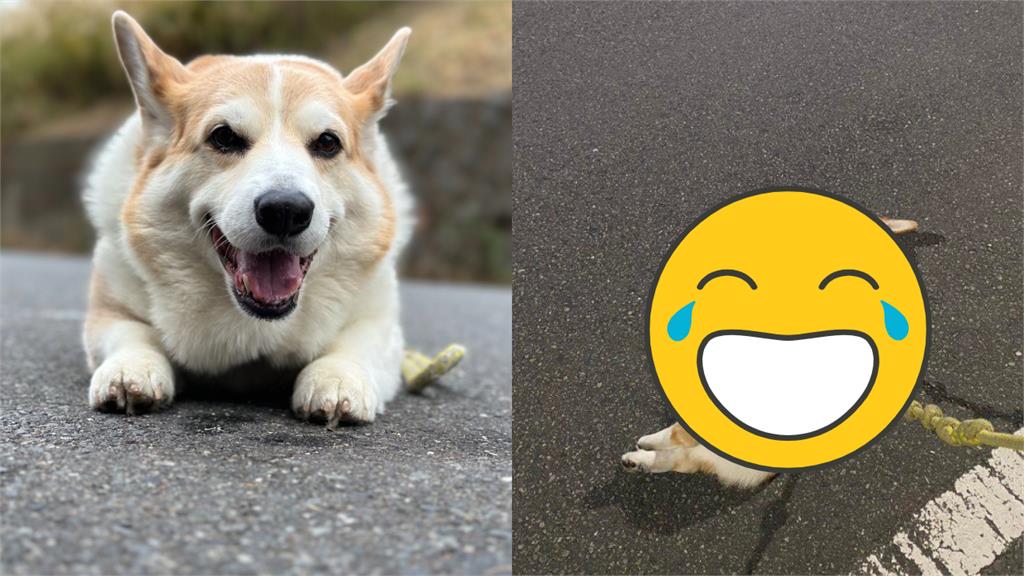 耶誕老人超厭世!柯基「累趴路邊」擺爛不動