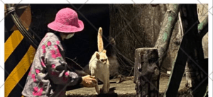 副刊／餵貓的人(上)