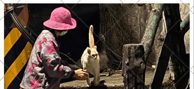 副刊/餵貓的人(上)