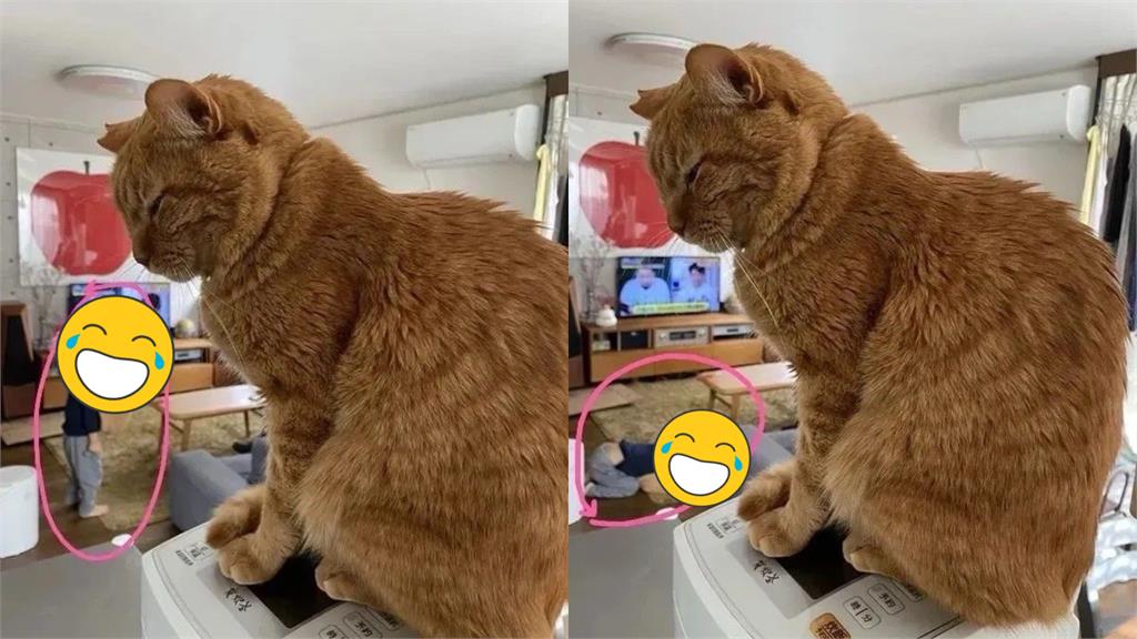 橘貓霸佔電鍋!主人正要開罵卻見「小孩1舉動」超尷尬