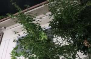 副刊／茶山家門前有一棵樹