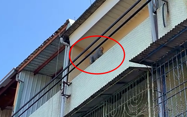 麻豆猴持續趴趴走!埤頭派出所外逛大街 網友笑:要去自首了 麻豆猴持續趴趴走!埤頭派出所外逛大街 網友笑:要去自首了