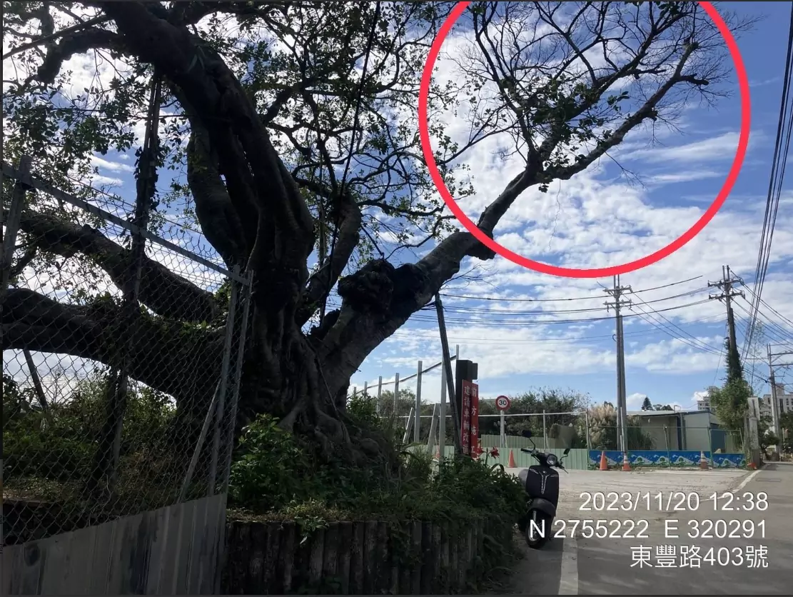 平鎮百年老樹罹患「樹癌」遭鋸 桃園農業局曝原因 1702878579835