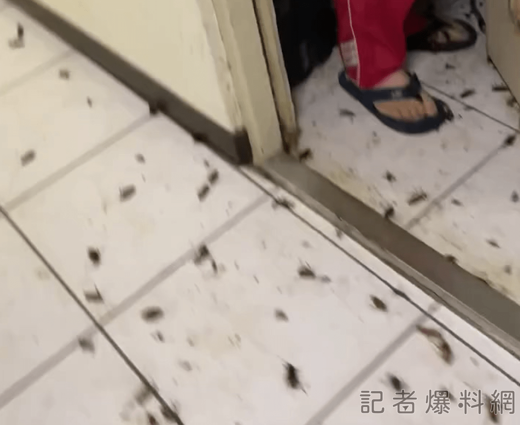 桃園住戶開門竄出蟑螂爬滿社區 鄰居嚇傻:夭壽喔
