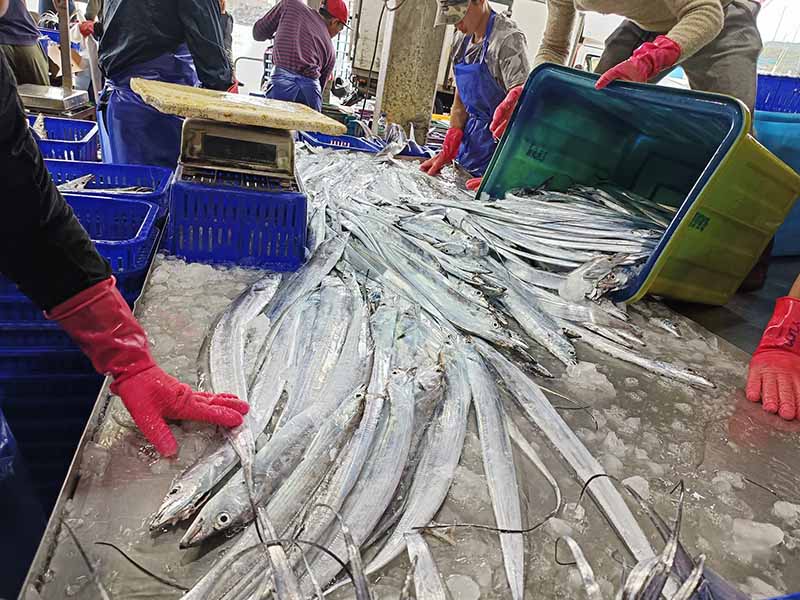 銀光閃閃 白帶魚料理美味上桌來嚐鮮!