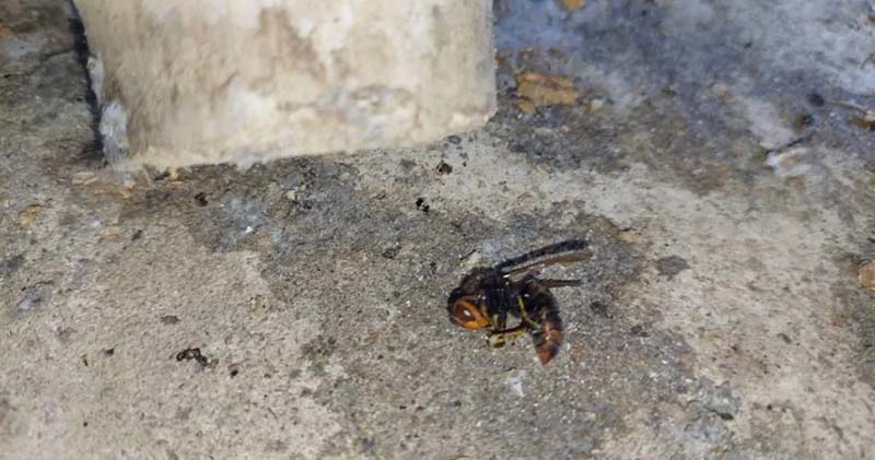 人蜂大戰屍橫遍野?! 新北男昏死送醫