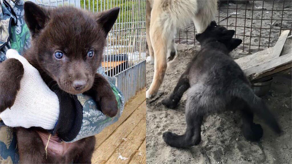 暖男救路邊發抖小狗…養6年才知是大灰狼!「流氓臉討摸摸」萌翻