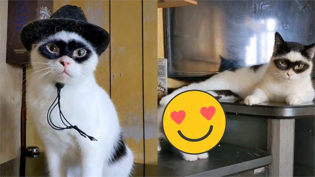 「蒙面俠」貓咪升格當爸!兒子遺傳招牌眼罩超Q合照曝