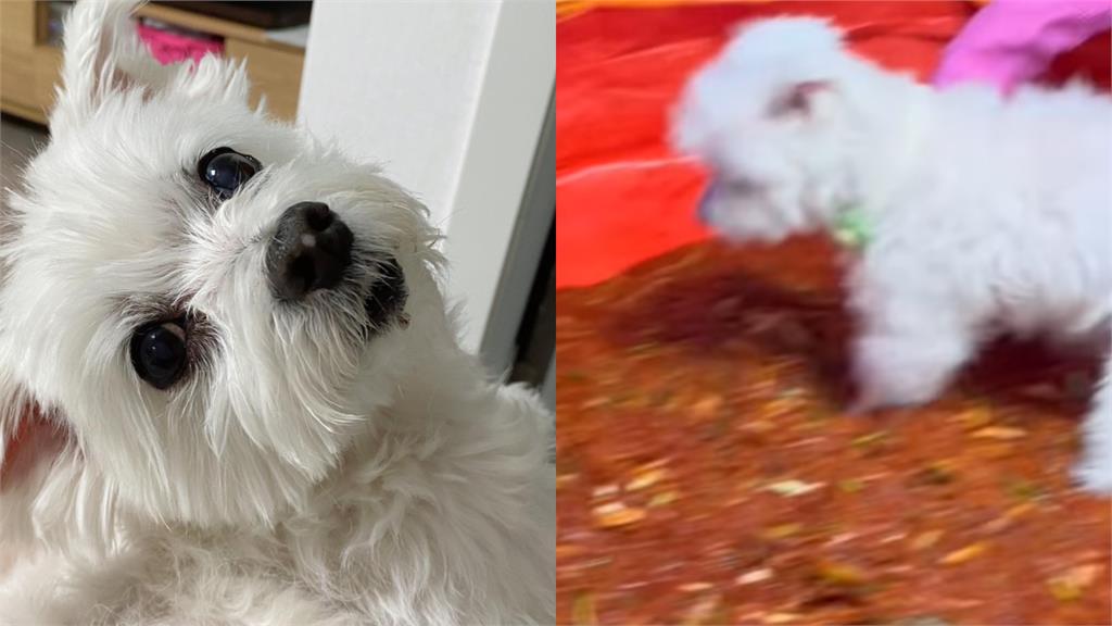 歐都ㄎㄟ!小白「衝進泡菜池」主人慘叫暴紅…背後真相卻惹哭全網