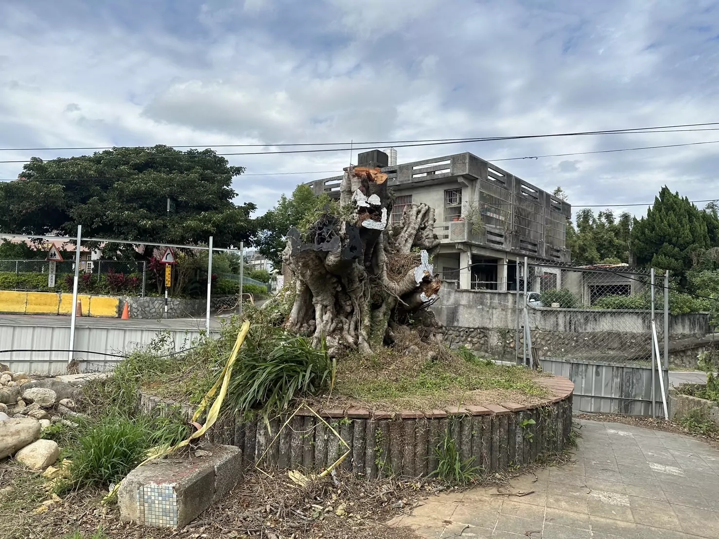 平鎮百年老樹罹患「樹癌」遭鋸 桃園農業局曝原因 412392970 7058736964147205 8413781802107747221 n