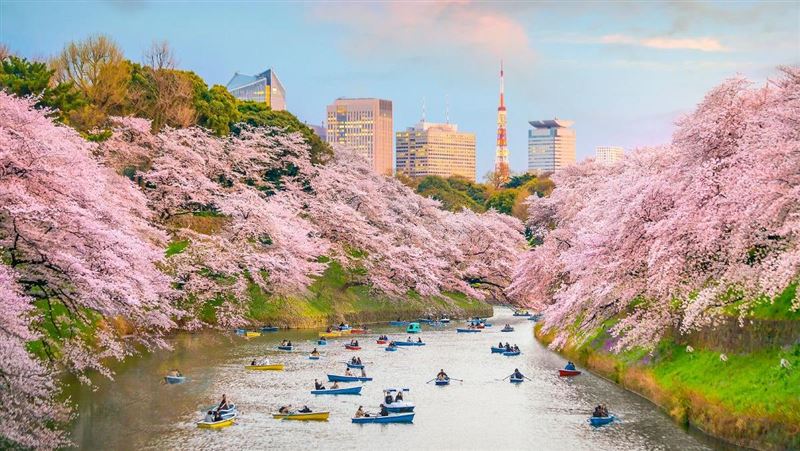 「機票萬元有找」2024台日韓賞櫻攻略出爐