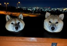 賞夜景驚見「懸浮狗頭」死亡凝視!「靈異真相」曝光笑翻百萬網友