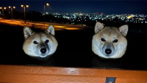 賞夜景驚見「懸浮狗頭」死亡凝視！「靈異真相」曝光笑翻百萬網友