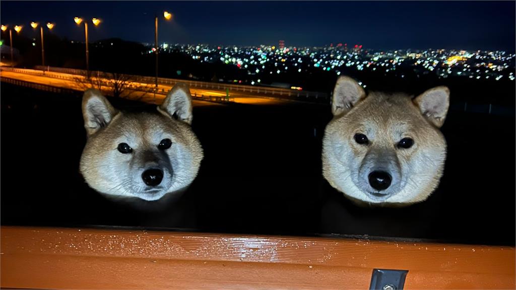 賞夜景驚見「懸浮狗頭」死亡凝視!「靈異真相」曝光笑翻百萬網友