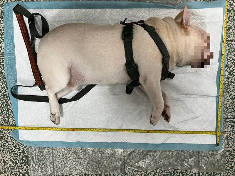 法鬥犬遭關車內猝死 動保處籲寵物勿獨留車內 法鬥犬遭關車內猝死 動保處籲寵物勿獨留車內