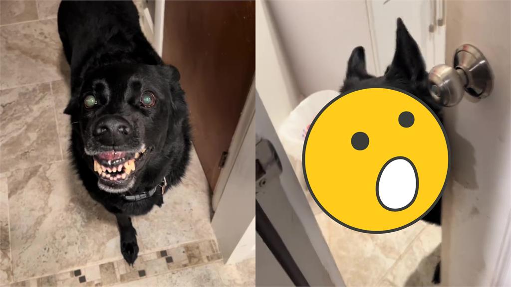 「青眼地獄犬」呲牙咧嘴低吼!千萬網嚇爛:靈魂收割機?