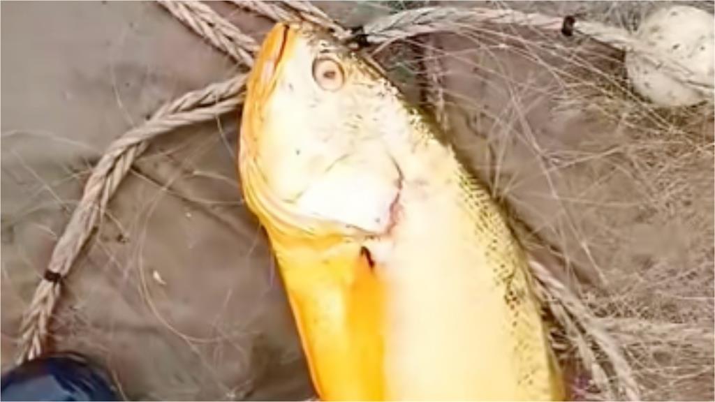 漁民海撈「身價6位數」怪魚!「淘金聖地」曝吸釣客瘋湧