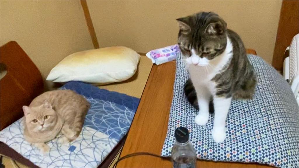 網投宿「貓咪旅館」想工作遭擋…喵星人怒瞪超派!