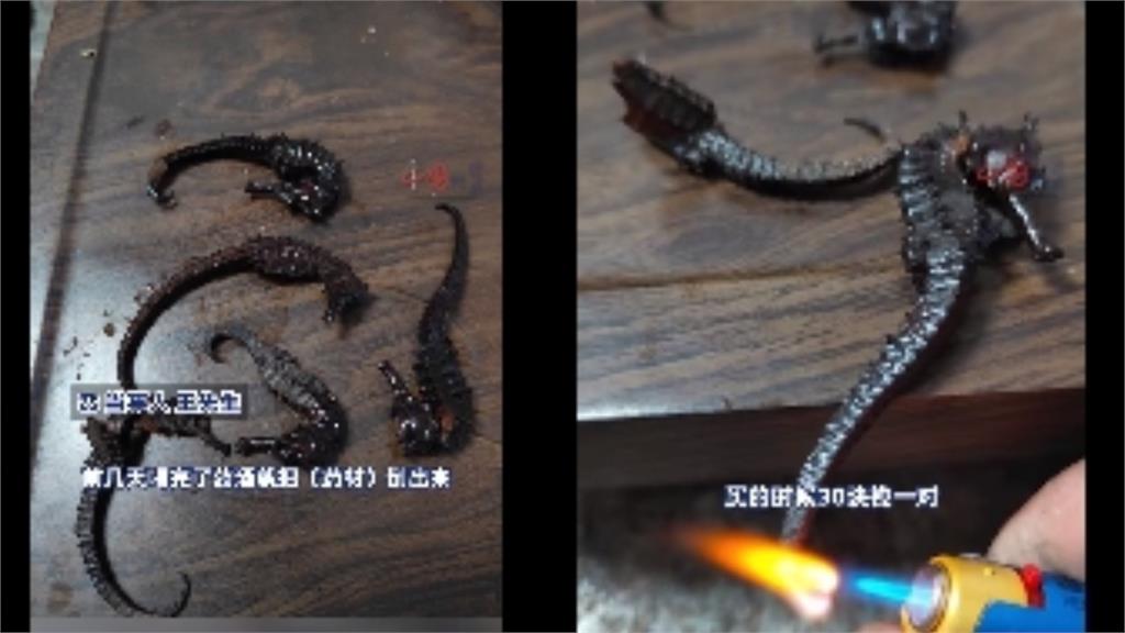 當我塑膠做逆?中國男喝海馬藥酒「竟扯不斷」網嚇:出大事