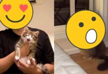 小奶貓18個月暴風成長史曝!「超巨尺寸」網驚:小心喵拳