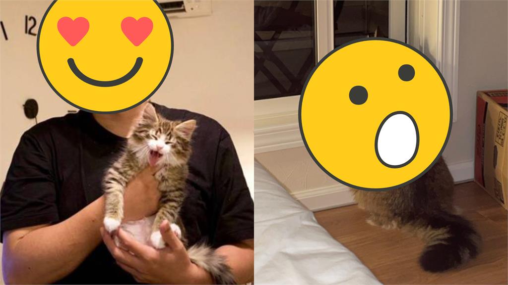 小奶貓18個月暴風成長史曝!「超巨尺寸」網驚:小心喵拳