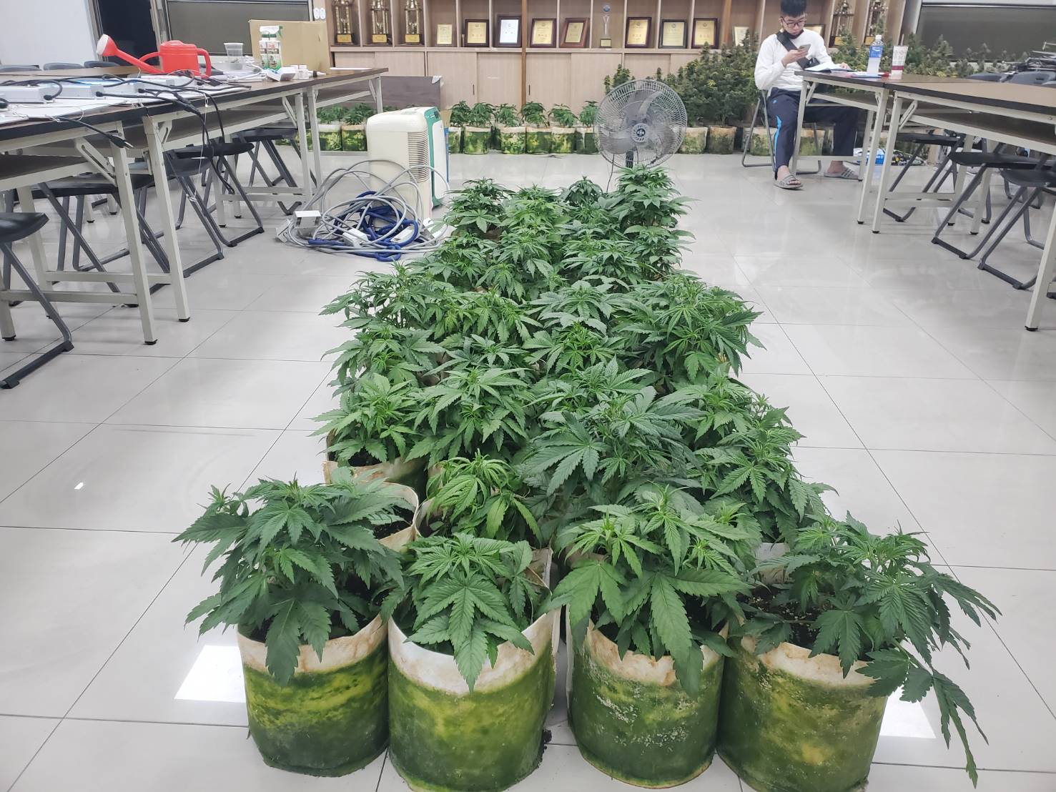 楊梅警積極掃毒 驚見鐵皮工廠、民宅變「大麻森林」 779877 0