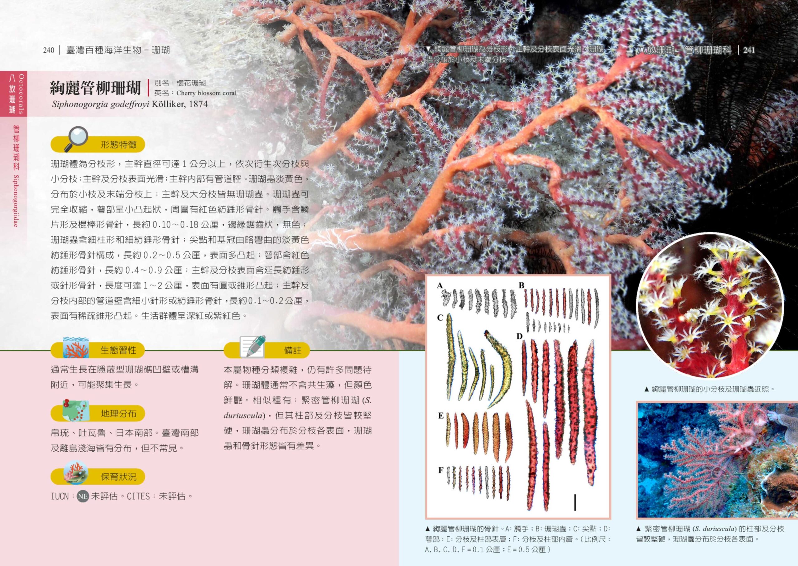 海保署出版海洋生物圖鑑 邀讀者關注珊瑚白化危機 7BFA7079 A05F 4A38 B4D1 5CFCBF083A95 scaled